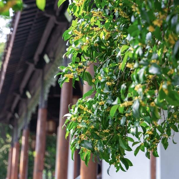 无锡往事：《游惠山的“酥糯香甜”》（作者 华钰麟）