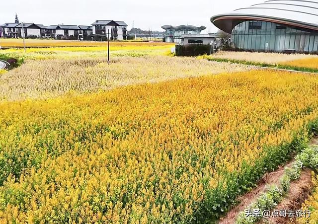 今天朋友圈的C位，成都限定的浪漫和震撼，错过了真的要等一年！