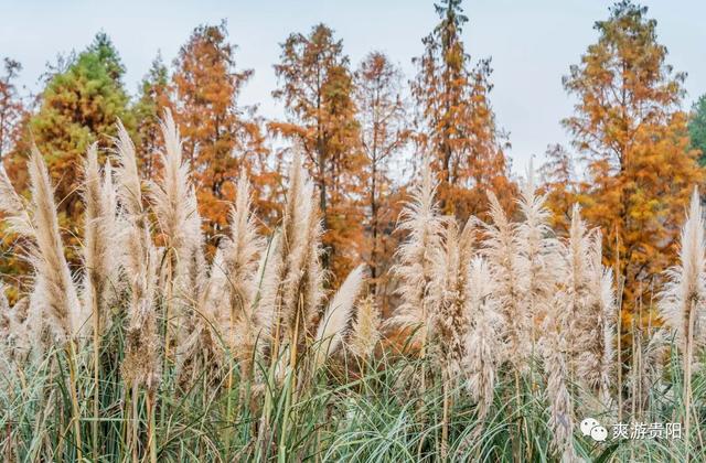 错过又要等一年!走,抓住贵阳短暂的秋,来一场ParkWalk→