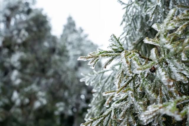 大雪将连下四天！明月山“超长待机”雪季来啦！