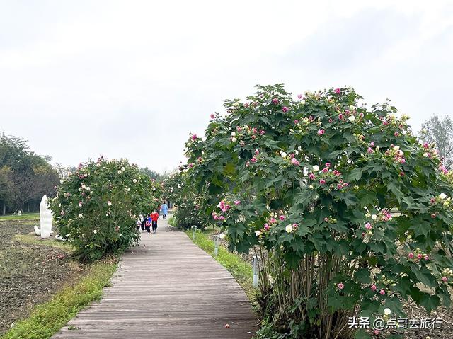 成都市区最美芙蓉花，王者风范，植物迷宫更是惊艳，不要门票！