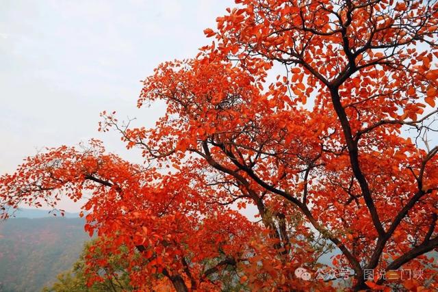 甘山红叶，秋之华章