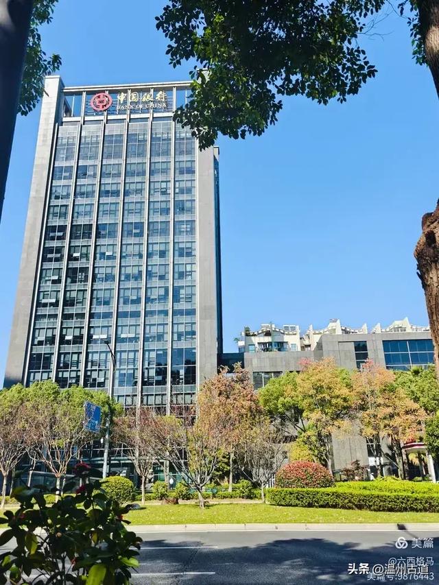 市府路的这几颗乌桕树,你见过吗?现在正是最美的时候!