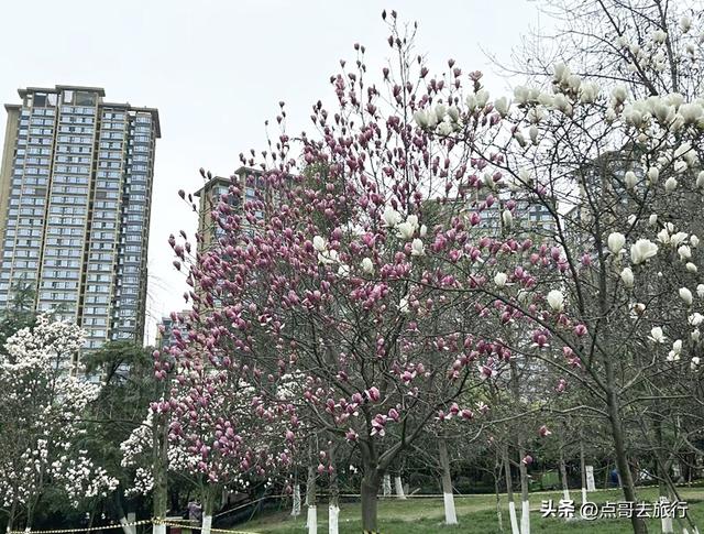 成都市区最美玉兰花开了，寺庙公园惊艳的美，这3处都不要门票！