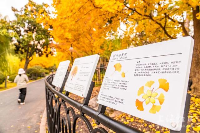 300岁古银杏披上“黄金甲”，“落叶不扫”打造金色打卡点