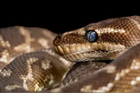 大蟒蛇潜伏沐足店10年，被发现时体重达40斤，它究竟靠什么为生？图片