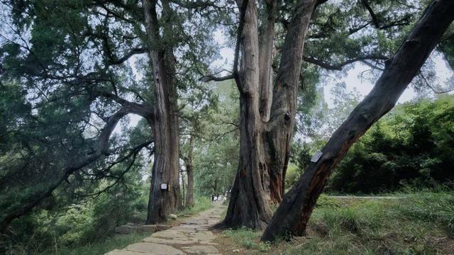 【历史文化】翠云廊剑阆段寻古（上）‖杨久国