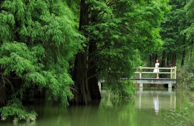 期待！七星岩落羽杉即将“变装”→