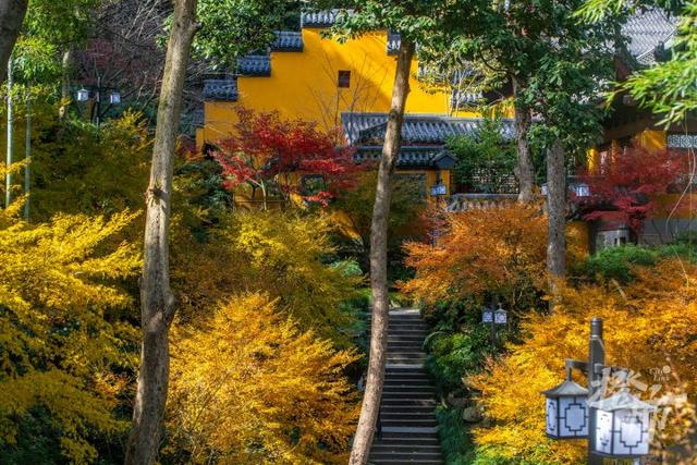 杭州最近美“枫”了，红枫和鸡爪槭还“傻傻分不清楚”？