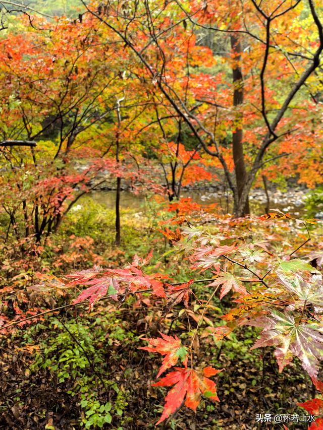 2025辽宁赏秋之旅日记(2)——游览丹东蒲石河森林公园