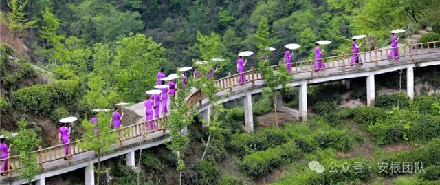 茶园旅游与在地化