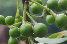 山里“木姜子”这7种厉害用途，很多人都还不知道，涨知识了图片