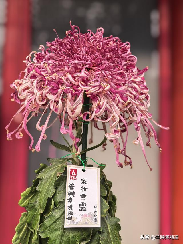 秋风独宠一园菊，晚来香艳出樊篱——北京北海公园2025年菊花展