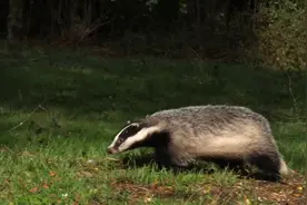 如何狩猎獾子？我将陆续分享6-8种獾子的狩猎方法！图片