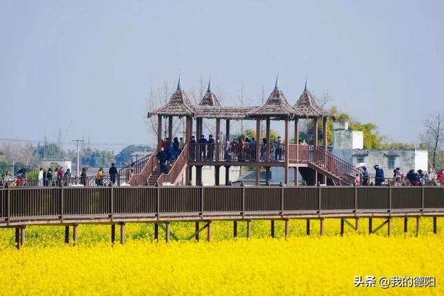 黄了！德阳人彻底坐不住了！这个周末就去！