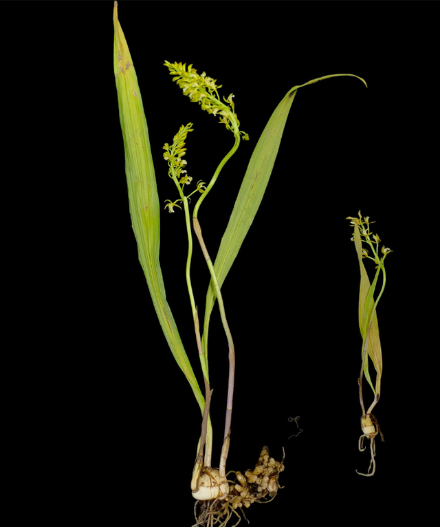 森林幽灵颠覆认知，无需阳光生长，二十年追踪现新种！