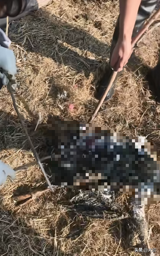 大鹅神秘消失后续：水塘抽干，淤泥被翻，网友质疑主人是炒作