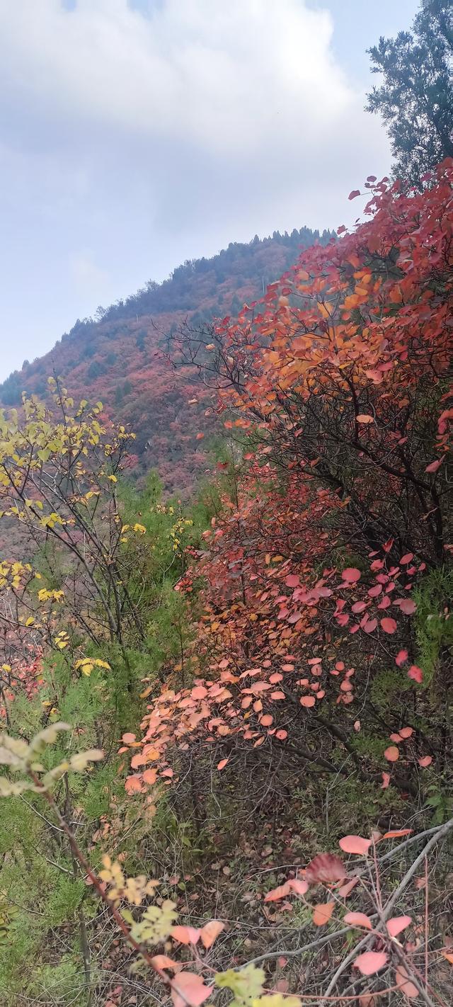 骊山红叶似火 车辆行人如织