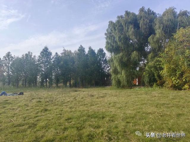 慧河湿地里的济宁新发现 || 胡成冮