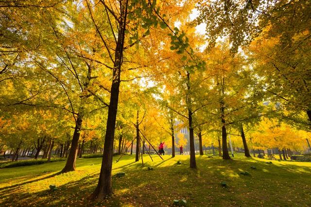 郑州秋日旅行天花板！这4个市内秋游美到难忘，最后一个印象深刻