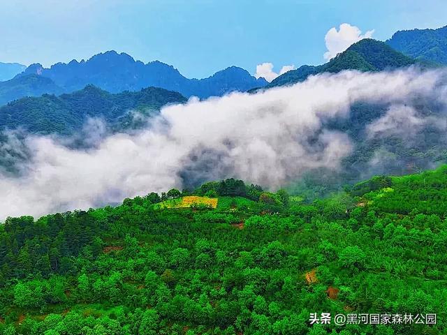 云海翻涌,薄雾缭绕,在黑河山间邂逅“山林仙境”