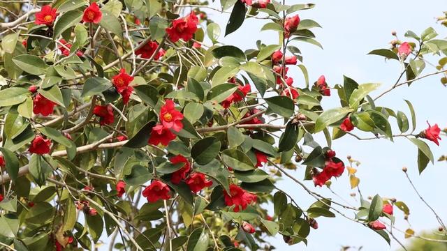 三月五脑山 茶花迎客来