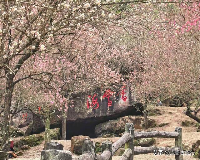 成都最大的山谷梅花开了，被称为蜀中第一赏梅胜地，却少人知道！