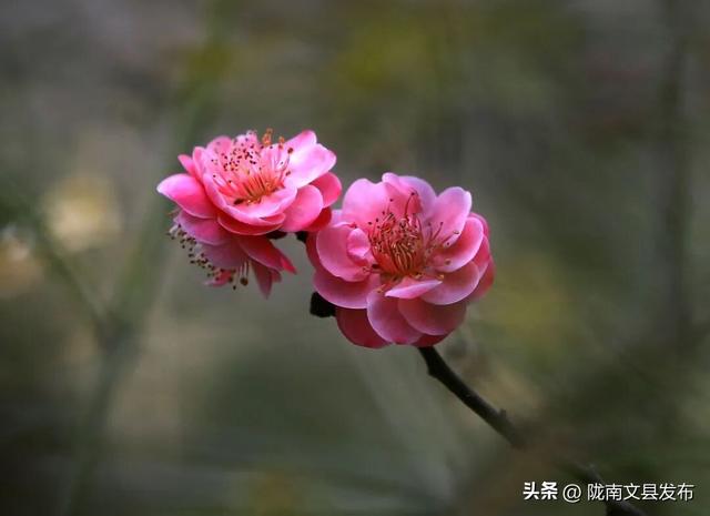 冬日“梅”景，真美！