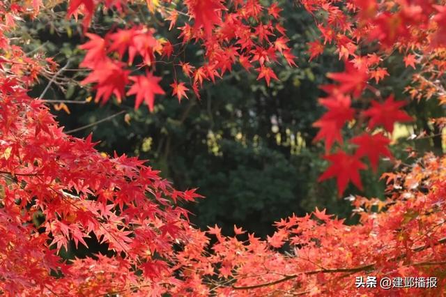 爆火！最美200米红枫大道已达最佳观赏期
