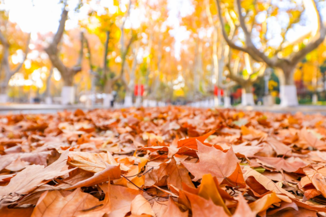 打卡！南京这处“最美200米”，近日“上线”！