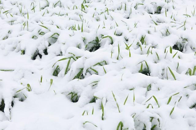老话“春节冷不冷，就看大雪”，啥意思？今年春节期间会很冷吗？