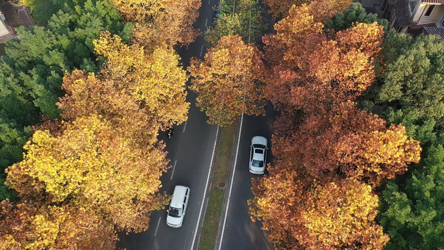 轨道直达！重庆“顶流”梧桐大道已经美到next level了！