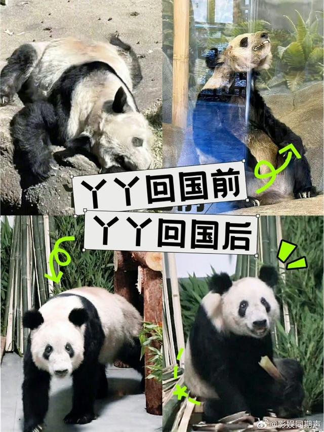 中国收回最后两只大熊猫，高市早苗一句话，日本至少血亏300亿