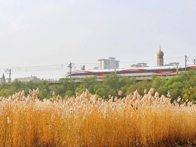 大地艺术与彩叶共绘生态画卷！藏在园博园湿地里的秋日浪漫→