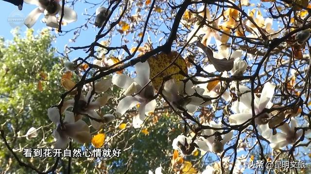 冬日暖阳正好~昆明这里的玉兰初放,一起来乐享静时光