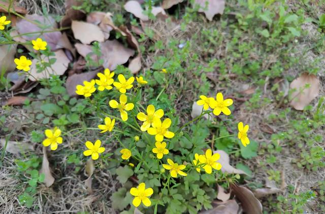 路边开黄花的野草竟是“散结高手”？可别随便挖！