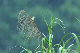 老话“就怕六月初二雨”，今日六月初二，下雨有何预兆图片