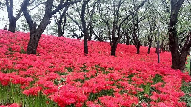 9月去看绝美彼岸花吧！日本10大赏花出片景点全攻略~