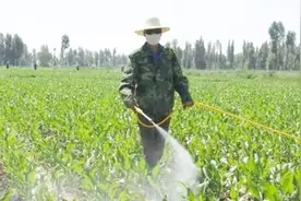 除草剂不必买，白醋加上这些，杂草一喷即死，简单且见效快图片
