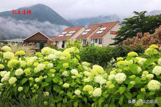 富士山下河口湖，中国商人入籍日本之梦破碎