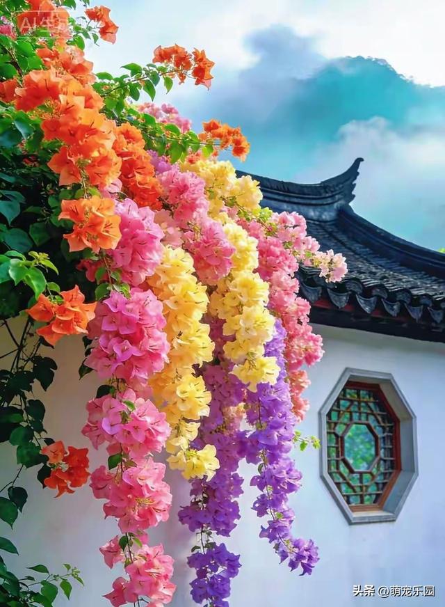 三角梅美得让人窒息，绚烂色彩如彩虹洒落，我完全不敢相信