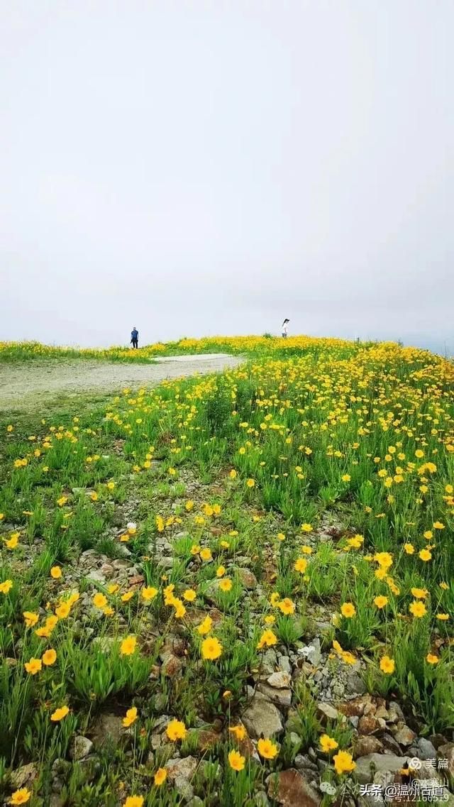 打卡最美风车花海！台州这个森林公园的夏天最烂漫，你可去过？