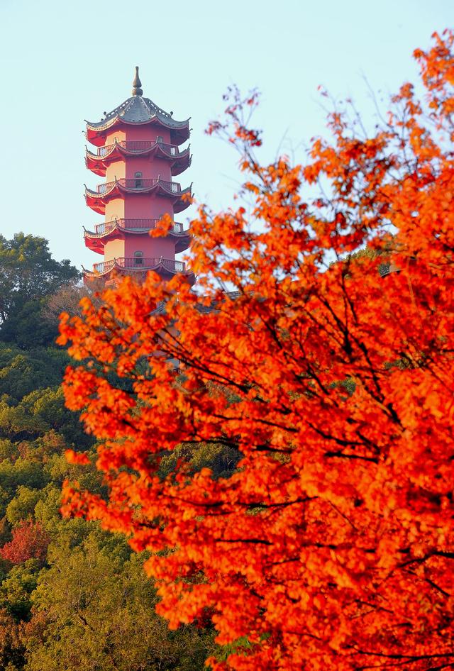 红枫银杏里，读懂惠山古镇的秋冬