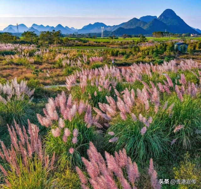 不必去远方，贵港此地就藏着一片诗意芦苇荡