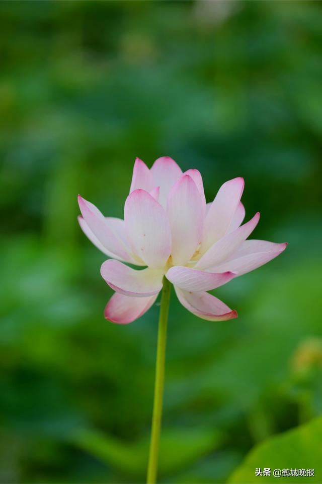 甘南县兴十四村第三届荷花节盛大开幕
