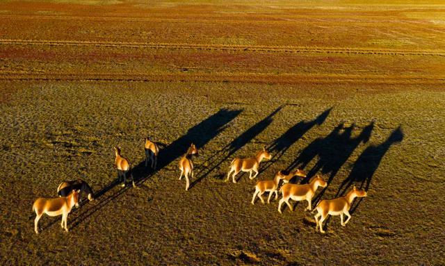 【辉煌60年·新时代西藏答卷】哲古草原：与藏野驴的秋日私语