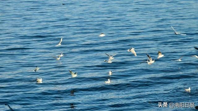 “鸥”耶！现在可以来丹江大观苑看海鸥咯~