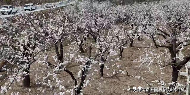 清明假期人气旺 临夏县各大景区游人如织