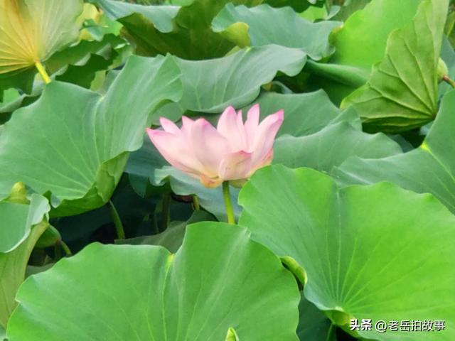 郑州市西流湖公园时下正是赏荷花观芦花的绝佳时候