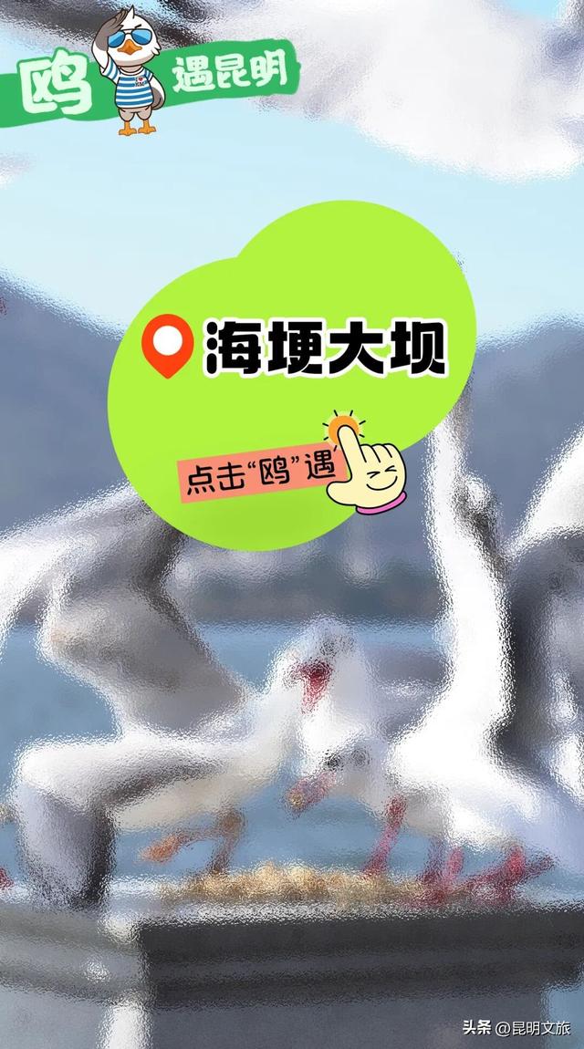 2025最新观鸥地图：这些地方“鸥”气值MAX，拍照直接封神！